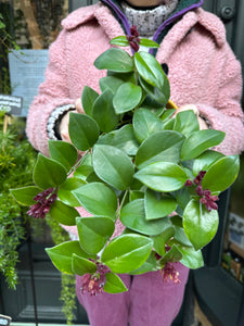 Aeschynanthus Mona Lisa / Lipstick Plant