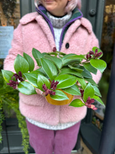 Aeschynanthus Mona Lisa / Lipstick Plant