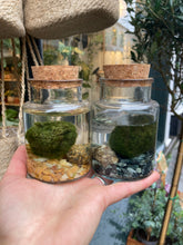 Load image into Gallery viewer, Marimo Moss Ball Terrarium - *Local Delivery or Local Pick Up Only*
