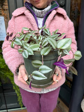 Load image into Gallery viewer, Tradescantia zebrina / Inch Plant
