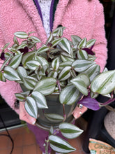 Load image into Gallery viewer, Tradescantia zebrina / Inch Plant
