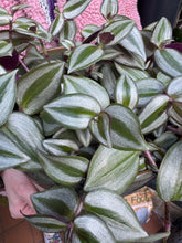 Load image into Gallery viewer, Tradescantia zebrina / Inch Plant
