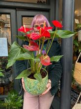 Load image into Gallery viewer, Anthurium andraeanum Casparo Red / Flamingo Flower
