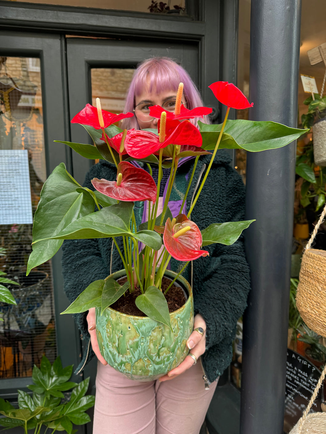 Anthurium andraeanum Casparo Red / Flamingo Flower