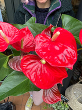 Load image into Gallery viewer, Anthurium andraeanum Casparo Red / Flamingo Flower
