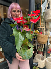 Load image into Gallery viewer, Anthurium andraeanum Casparo Red / Flamingo Flower
