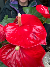 Load image into Gallery viewer, Anthurium andraeanum Casparo Red / Flamingo Flower
