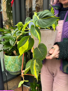 Philodendron scandens Brasil / Sweetheart Philodendron - 15cm Pot