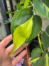 Load image into Gallery viewer, Philodendron scandens Brasil / Sweetheart Philodendron - 15cm Pot
