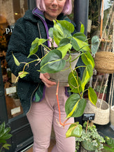 Load image into Gallery viewer, Philodendron scandens Brasil / Sweetheart Philodendron - 15cm Pot
