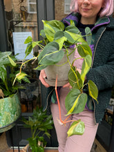 Load image into Gallery viewer, Philodendron scandens Brasil / Sweetheart Philodendron - 15cm Pot
