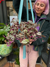 Load image into Gallery viewer, Tradescantia Jewel Red / Inch Plant
