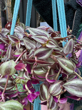 Load image into Gallery viewer, Tradescantia Jewel Red / Inch Plant
