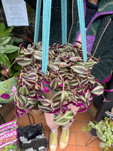 Load image into Gallery viewer, Tradescantia Jewel Red / Inch Plant
