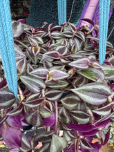 Load image into Gallery viewer, Tradescantia Jewel Red / Inch Plant
