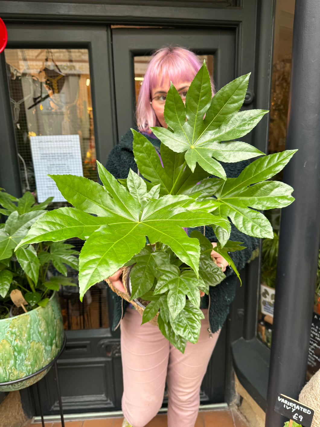 Fatsia japonica / Japanese Aralia