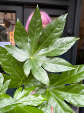 Load image into Gallery viewer, Fatsia japonica / Japanese Aralia
