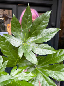 Fatsia japonica / Japanese Aralia