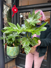 Load image into Gallery viewer, Fatsia japonica / Japanese Aralia
