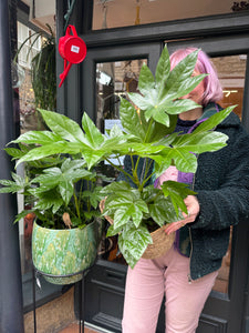 Fatsia japonica / Japanese Aralia