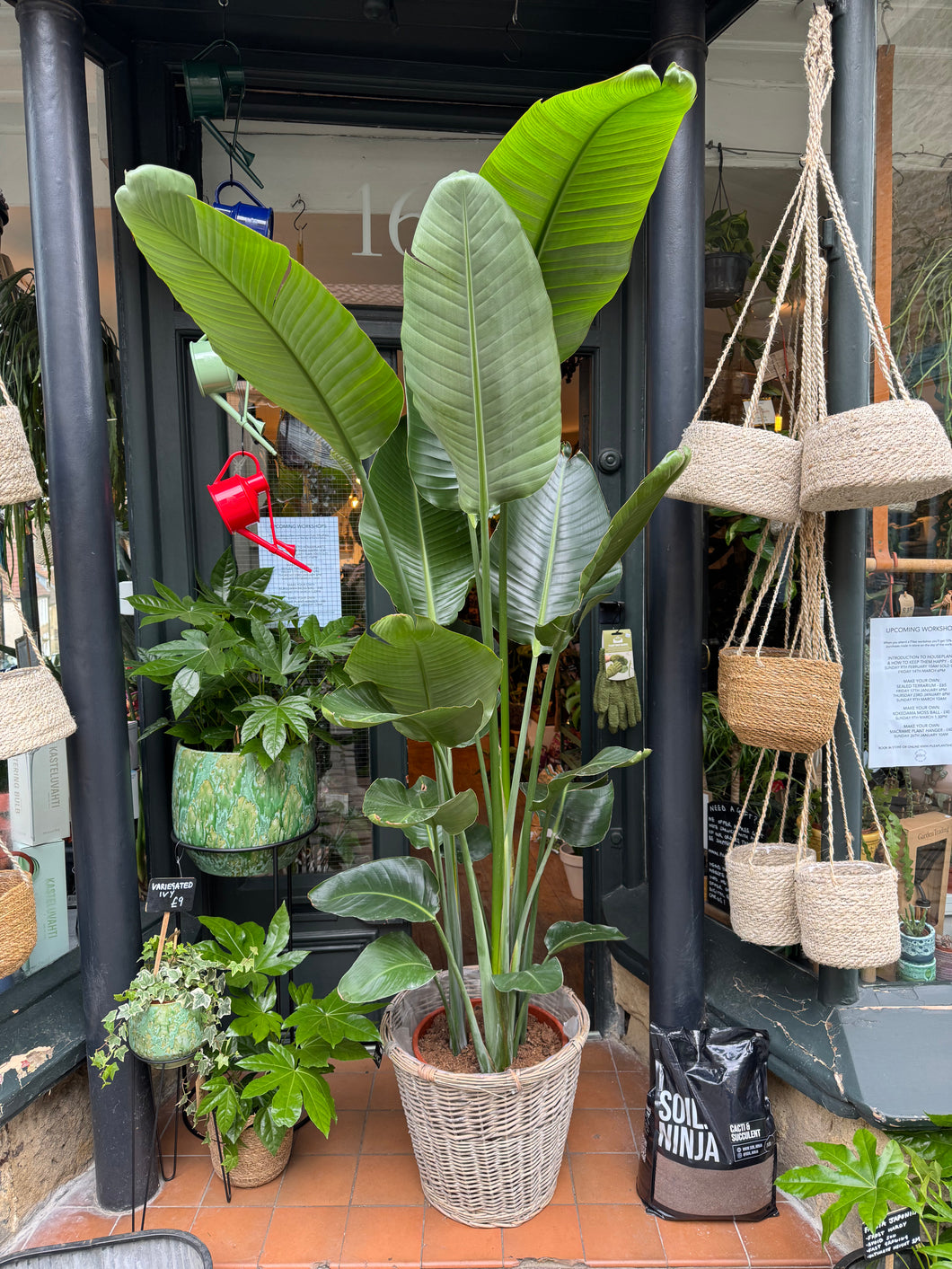 Strelitzia nicolai / Bird of Paradise - 34cm pot - *Local Delivery or Local Pick Up Only*