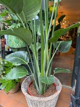 Load image into Gallery viewer, Strelitzia nicolai / Bird of Paradise - 34cm pot - *Local Delivery or Local Pick Up Only*
