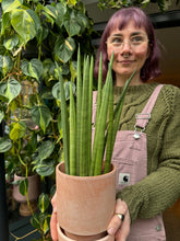 Load image into Gallery viewer, Sansevieria cylindrica Mikado - Snake Plant
