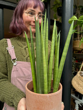 Load image into Gallery viewer, Sansevieria cylindrica Mikado - Snake Plant
