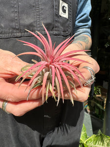 Tillandsia ionantha Rubra / Airplant