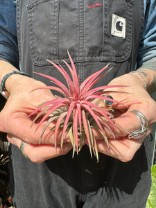 Tillandsia ionantha Rubra / Airplant