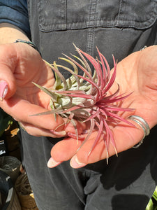 Tillandsia ionantha Rubra / Airplant