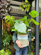 Load image into Gallery viewer, Monstera deliciosa 21cm Pot - *Local Delivery or Local Pick Up Only*
