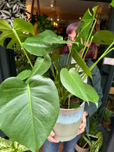 Load image into Gallery viewer, Monstera deliciosa 21cm Pot - *Local Delivery or Local Pick Up Only*
