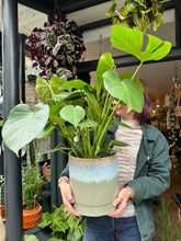 Load image into Gallery viewer, Monstera deliciosa 21cm Pot - *Local Delivery or Local Pick Up Only*
