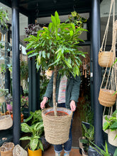 Load image into Gallery viewer, Ficus binnendijkii Amstel King  - *Local Delivery or Local Pick Up Only*
