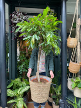 Load image into Gallery viewer, Ficus binnendijkii Amstel King  - *Local Delivery or Local Pick Up Only*
