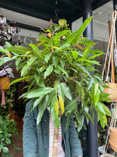 Load image into Gallery viewer, Ficus binnendijkii Amstel King  - *Local Delivery or Local Pick Up Only*
