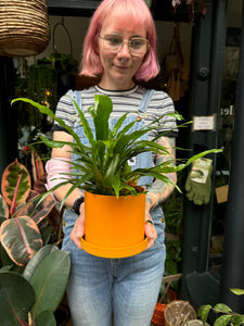 Aglaomorpha coronans 'Jim' - Snake Leaf Fern