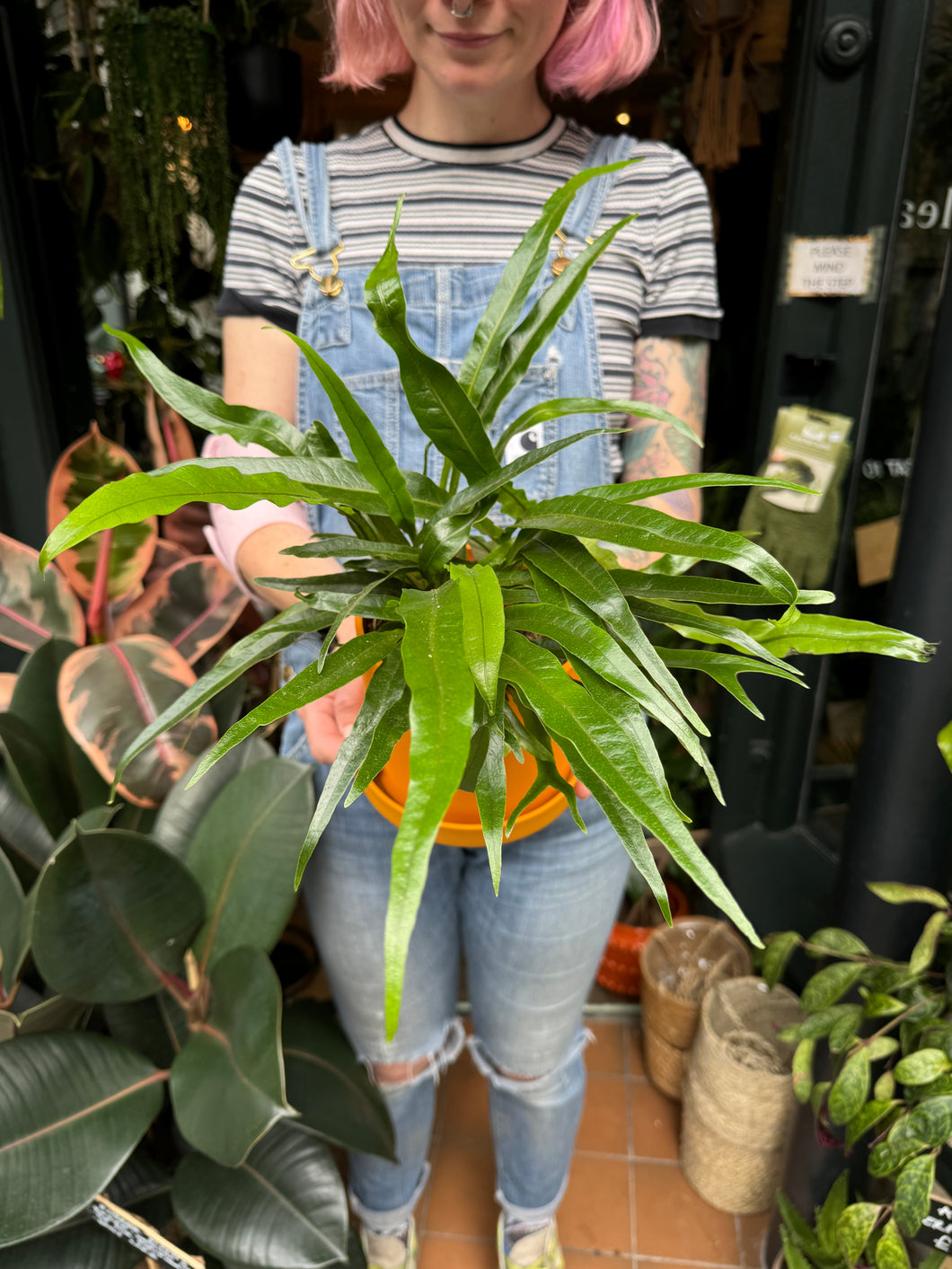 Aglaomorpha coronans 'Jim' - Snake Leaf Fern