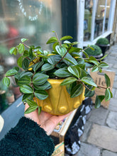 Load image into Gallery viewer, Peperomia angulata Rocca Scuro / Dark Green Beetle Radiator Plant
