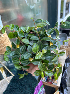 Peperomia angulata Rocca Scuro / Dark Green Beetle Radiator Plant