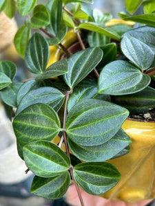 Peperomia angulata Rocca Scuro / Dark Green Beetle Radiator Plant