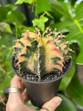 Load image into Gallery viewer, XL Gymnocalycium mihanovichii Variegata / Oriental Moon Cactus - 10cm Pot
