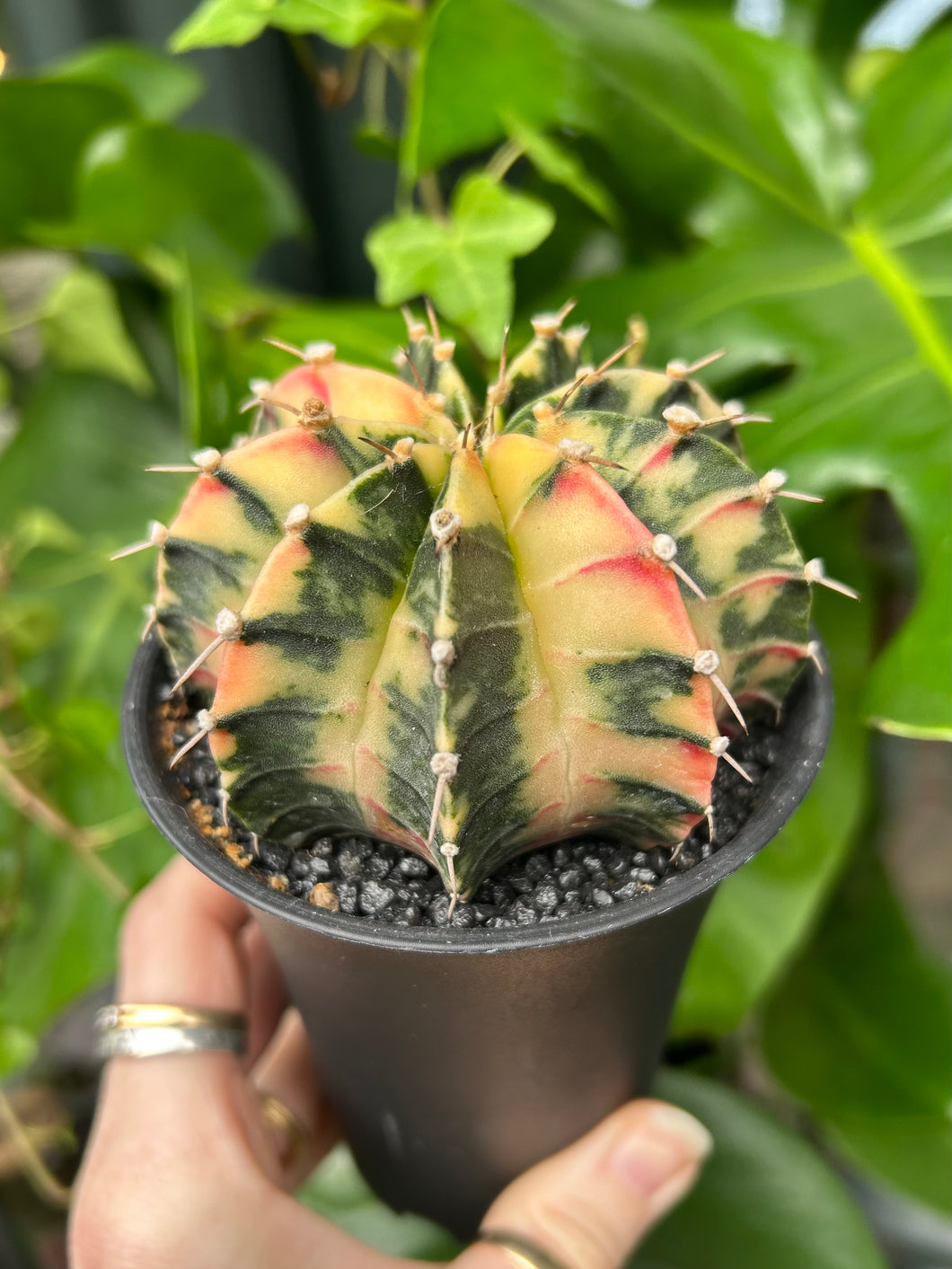 XL Gymnocalycium mihanovichii Variegata / Oriental Moon Cactus - 10cm Pot