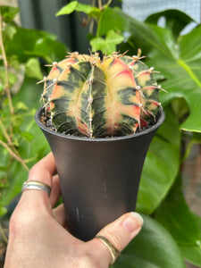 XL Gymnocalycium mihanovichii Variegata / Oriental Moon Cactus - 10cm Pot