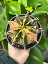 Load image into Gallery viewer, XL Gymnocalycium mihanovichii Variegata / Oriental Moon Cactus - 10cm Pot
