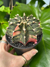 Load image into Gallery viewer, XL Gymnocalycium mihanovichii Variegata / Oriental Moon Cactus - 10cm Pot
