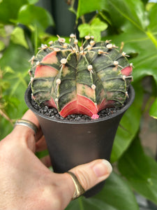 XL Gymnocalycium mihanovichii Variegata / Oriental Moon Cactus - 10cm Pot