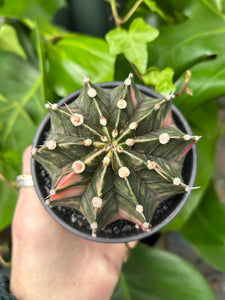 XL Gymnocalycium mihanovichii Variegata / Oriental Moon Cactus - 10cm Pot