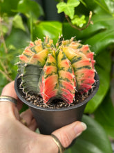 Load image into Gallery viewer, XL Gymnocalycium mihanovichii Variegata / Oriental Moon Cactus - 10cm Pot
